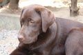 Brown Labrador Retriever puppy. Dog profile. Looking Chocolate Lab. Royalty Free Stock Photo