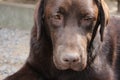 Brown Labrador Retriever puppy. Looking Chocolate Lab. Macro photo. Royalty Free Stock Photo