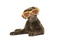 Brown labrador retriever puppy lying down looking at the camera wearing large funny sun glasses on a white background Royalty Free Stock Photo