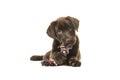 Brown labrador retriever puppy lying down seen from the front, with its paws in front chewing on a knotted rope bone and looking Royalty Free Stock Photo