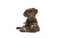 Brown labrador retriever puppy lying down seen from the front, with its paws in front of her holding a knotted rope bone and looki Royalty Free Stock Photo