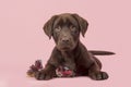 Brown labrador retriever puppy lying down seen from the front, with its paws in front of her holding a knotted rope bone toy and l Royalty Free Stock Photo