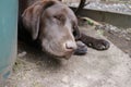 Brown Labrador Retriever. Labrador puppy profile. Sleepy dog. Royalty Free Stock Photo