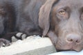 Brown Labrador Retriever puppy. Tired dog. Chocolate Labrador. Close-up. Royalty Free Stock Photo