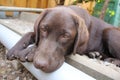 Brown Labrador Retriever puppy. Tired dog face. Chocolate Labrador. Close-up. Royalty Free Stock Photo