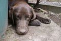 Brown Labrador Retriever. Pure-Bred Labrador. Tired dog. Royalty Free Stock Photo