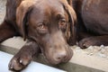 Brown Labrador Retriever. Pure-Bred Labrador. Looking dog. Eyes. Royalty Free Stock Photo