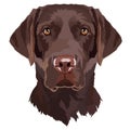 Brown Labrador Retriever Vector Illustration