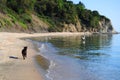 Brown labrador running on the beach