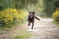 Brown Labrador running in a forest with all paws off the ground and yellow bushes