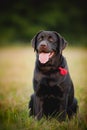 Brown labrador sitting