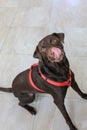 Brown Labrador Sitting and Licking Nose Royalty Free Stock Photo