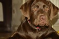 Brown labrador  with striking eyes, laying on the floor Royalty Free Stock Photo