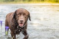 The brown labrador was swimming in the river. Wet chocolate labrador