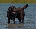 Brown labrador in the water Royalty Free Stock Photo