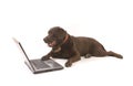Brown labrador working on laptop
