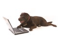 Brown labrador working on laptop Royalty Free Stock Photo