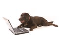 Brown labrador working on laptop