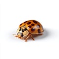 Brown Ladybug Crawling White Background Royalty Free Stock Photo