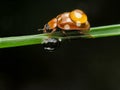 Brown ladybug with drop Royalty Free Stock Photo