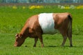 Brown lakenvelder cow