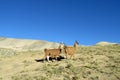 Brown lama in the Andes Royalty Free Stock Photo