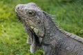 Brown Land Iguana at Parque de las Iguanas Royalty Free Stock Photo