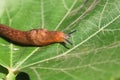 Land slug Royalty Free Stock Photo