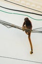 Brown langur invade a wire rooftop in city