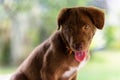 Brown larador retriever puppy dog Royalty Free Stock Photo