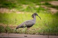 Brown with a large curved beak, the plumbeous Ibis looka for food in Pantanal