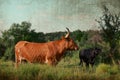 Rustic Texas Longhorn in ranch pasture