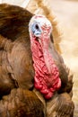 Brown large turkey face