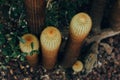 Brown Lava Cactus grows in dry soil in a garden. Punta Espinoza. Lava cactuses. Royalty Free Stock Photo