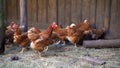 Brown laying hens on the farm in summer.. egg-laying hens in the yard Royalty Free Stock Photo