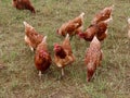 Brown laying hens free range Royalty Free Stock Photo