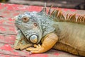 Brown lazy Iguana