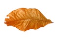 Brown leaf Royalty Free Stock Photo