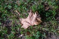 Golden yellow leaf atop green grass. Dry autumn color leaf closeup in bright sunlight