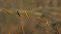 Beech leaf buds in the spring forest Royalty Free Stock Photo