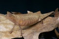 Brown Leaf Chameleon / Brookesia superciliaris