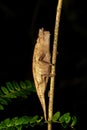 Brown leaf chameleon, Brookesia superciliaris, Andasibe-Mantadia National Park, Madagascar