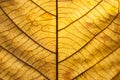 Brown leaf closeup