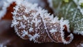 Brown leaf covered in intricate ice crystals forming hexagonal Royalty Free Stock Photo