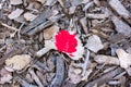 A brown leaf covered with red paint lies on the forest floor Royalty Free Stock Photo