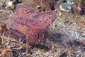 Brown Leaf fish in Siladen