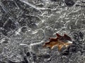 Brown leaf frozen in ice