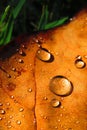 Brown leaf on grass with raindrops, close-up Royalty Free Stock Photo