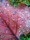 Brown leaf on grass with raindrops Royalty Free Stock Photo