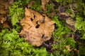 Brown leaf on a green mossy forest floor - Macro